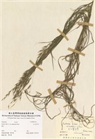 藏品(玉山紫羊茅)的圖片